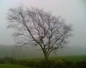 2158255532_d4f21fec54