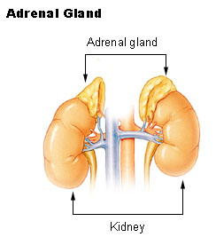 Illu_adrenal_gland
