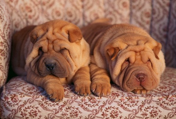 Shar-Pei Sitting in a Chair