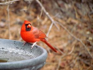 800px-Cardinal_Backyard_Birds_Cary-1