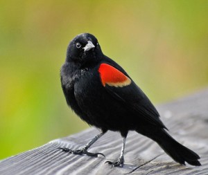 800px-Agelaius_phoeniceus_-standing_on_wood-8