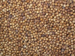 799px-Coriandrum_sativum_004