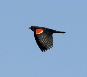 Red-winged_Blackbird_in_Flight_(8601173968)