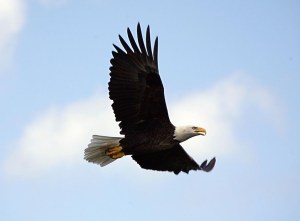 1024px-Haliaeetus_leucocephalus_in_flight_over_KSC